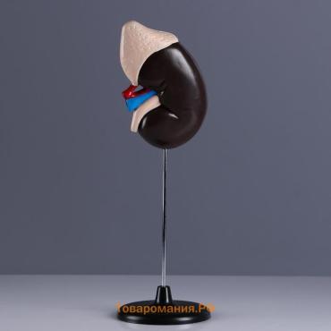 Анатомическая модель «Макет почки человека», 14×30 см